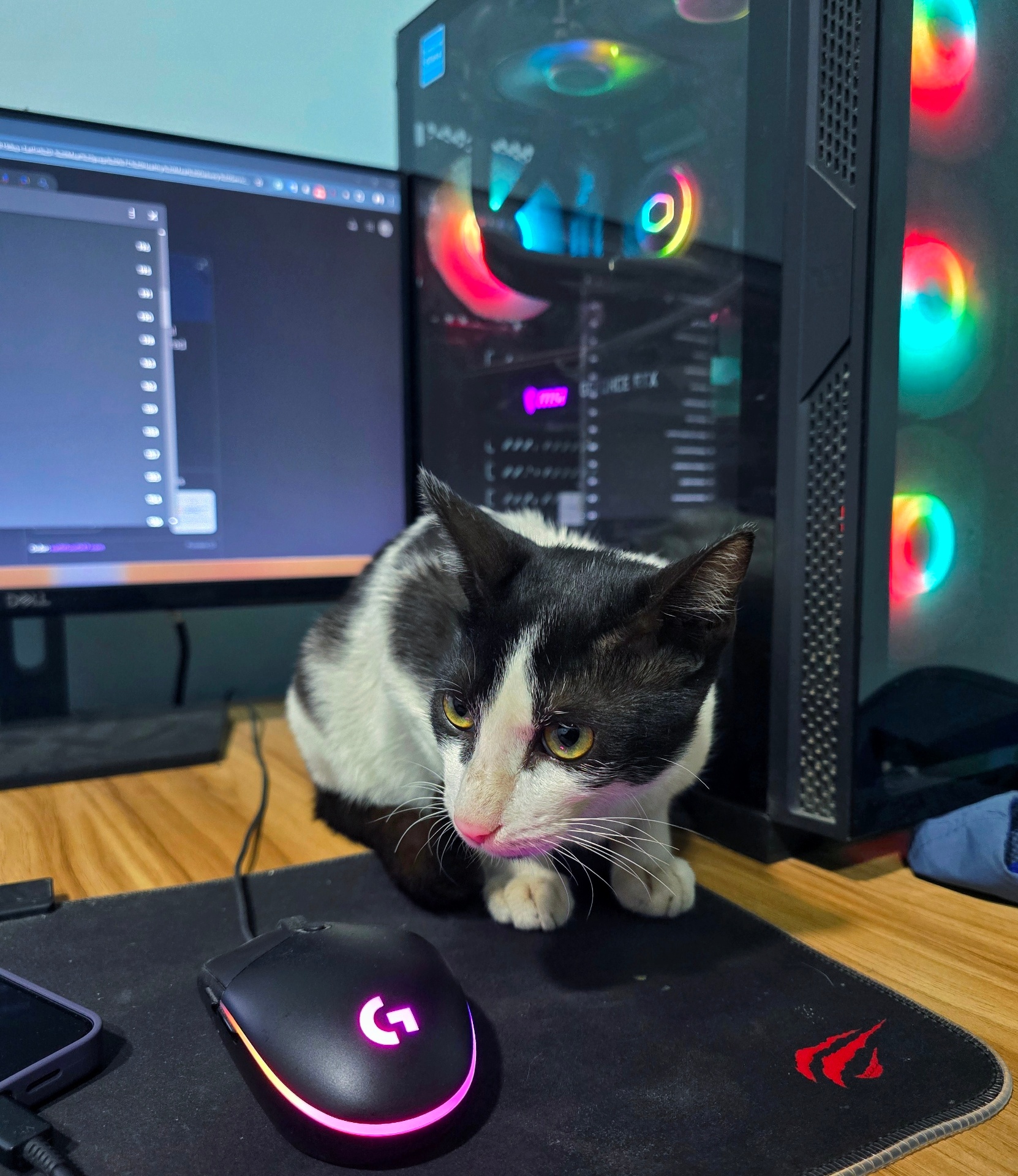 Pet cat